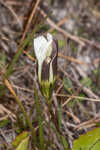 Wiregrass gentian